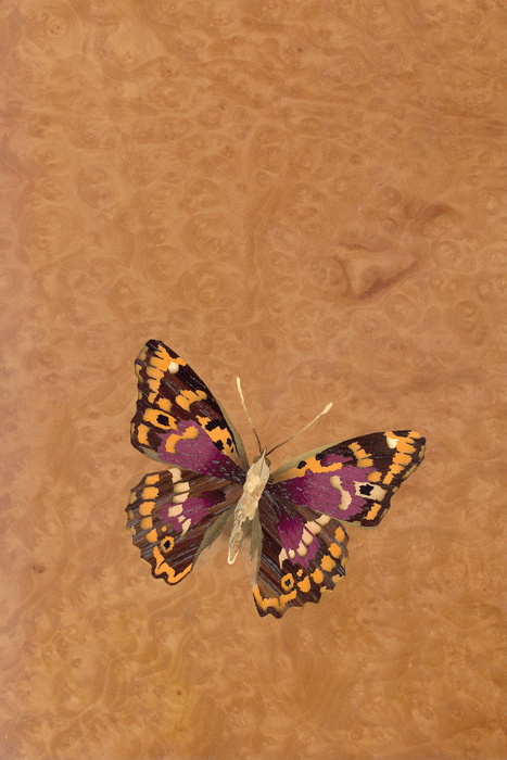 image.gif