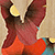 30_lapin
