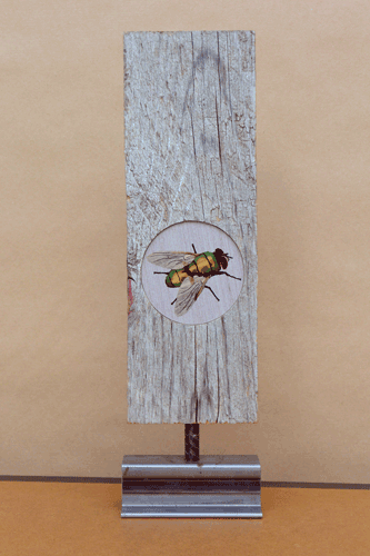 image.gif